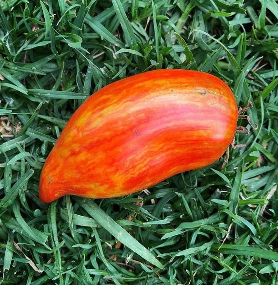 Red Speckle Tomato Seeds – Heirloom Non‑GMO Unique Heirloom Vegetable Seeds for Planting, Organic Garden Seeds