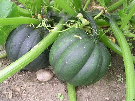 Little Finger Carrot Seeds – Heirloom Non-GMO Sweet Mini Root Vegetable Seeds for Planting, Organic Garden Seeds