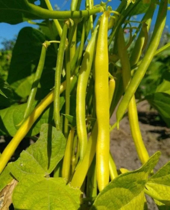 Organic Gold Rush Bean Seeds for Planting – Heirloom, Non-GMO, Yellow Snap Vegetable – High Germination