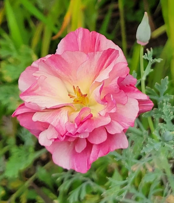 Pink Eschscholtzia (California Poppy) Flower Seeds for Planting – Heirloom & Non-GMO Delicate Blooms for Garden Beds & Wildflower Meadows