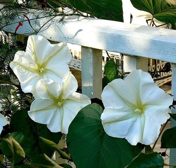 Giant Moon Flower seeds for Planting – Shade Tolerant Heirloom Non-GMO High Germination Organic Garden Seeds