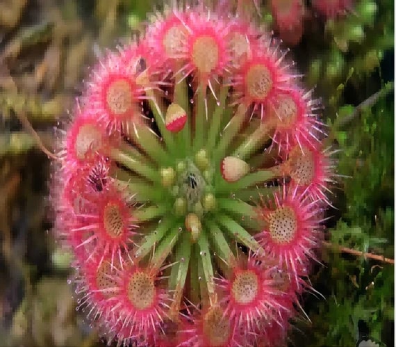 Light Pink Sundew Seeds for Planting – Heirloom, Non-GMO, Hardy Variety, High Germination