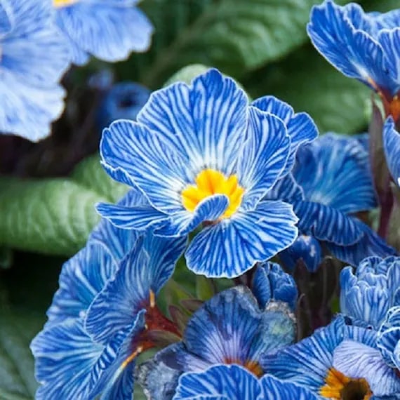 Primula Flower Seeds for Planting Light Blue – Heirloom, Non-GMO, High Germination Organic Garden Seeds