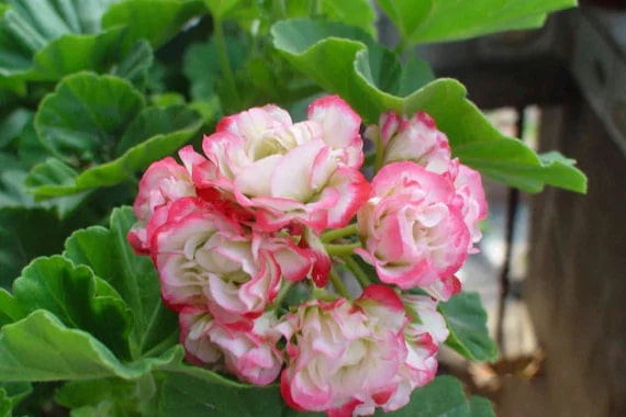 Geranium Pelargonium Seeds for Planting Pink White – Heirloom, Non-GMO, High Germination Organic Garden Seeds