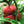 Zac Tomato Vegetable Seeds for Planting – Heirloom & Non-GMO Garden Seeds