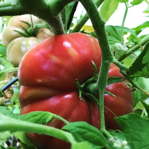 Zac Tomato Vegetable Seeds for Planting – Heirloom & Non-GMO Garden Seeds
