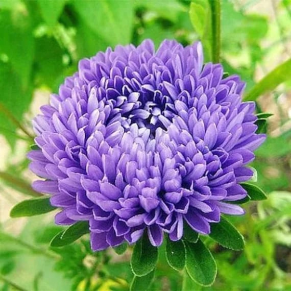 Dark Purple China Aster Flower Seeds for Planting – Heirloom, Non-GMO, Shade Tolerant, High Germination
