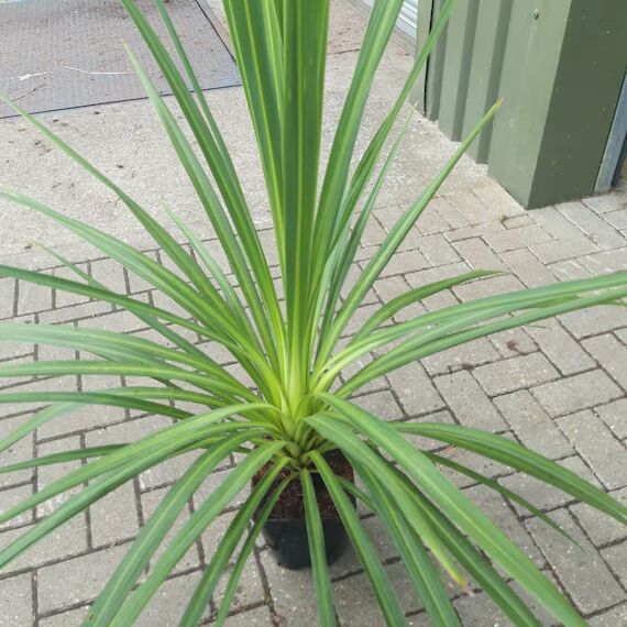 Green Dracaena Palm Flower Seeds for Planting | Heirloom Non-GMO High Germination Organic Garden Seeds