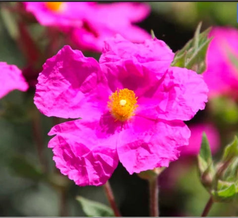Flower Seeds, Seeds,Seeds For Planting,Plant Seeds