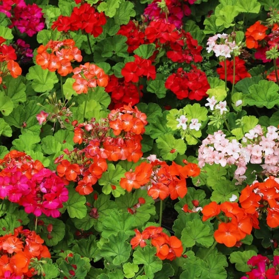 Red Mix Geranium Perennial Flower Seeds for Planting - 100 pcs - Cottage Garden Essential, Heirloom &amp; GMO Free Seeds for Home Garden