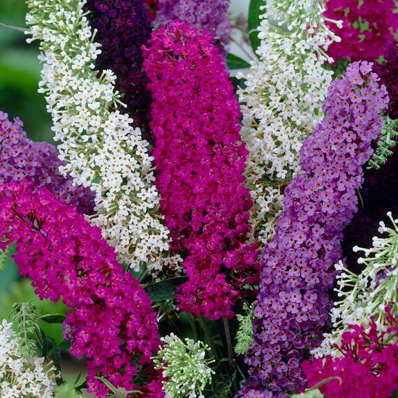 Mixed Colour Buddleia Flower Seeds for Planting – Heirloom, Non-GMO, High Germination Garden Seeds