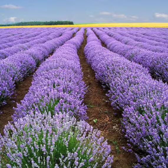Lavender Flower Seeds for Planting - Heirloom, Non-GMO, High Germination Organic Garden Seeds