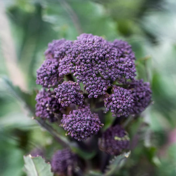 Early Purple Broccoli Seeds for Planting – Heirloom, Non-GMO, Nutritious Vegetable – High Germination