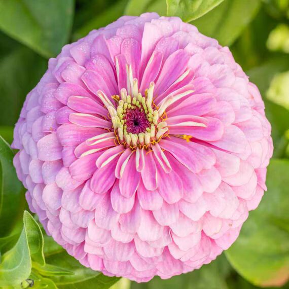 Light Pink Zinnia Flower Seeds for Planting – Bright Blooms, Heirloom, Non-GMO Seeds for Home Garden