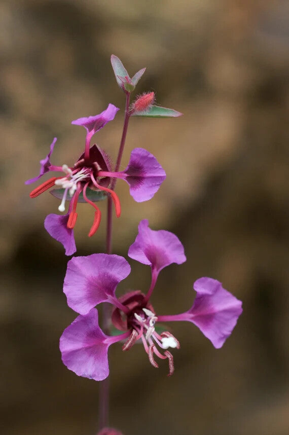 Elegant Clarkia Flower Seeds for Planting – Wildflower Mix Heirloom Non-GMO, High Germination Organic Garden Seeds