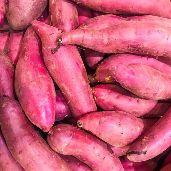Purple Sweet Potato Seeds for Planting – Heirloom Non-GMO Organic Garden Seeds with High Germination