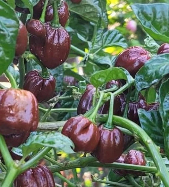 Chocolate Habanero Pepper Seeds for Planting – Heirloom & Non-GMO Vegetable Seeds, Smoky & Hot Variety