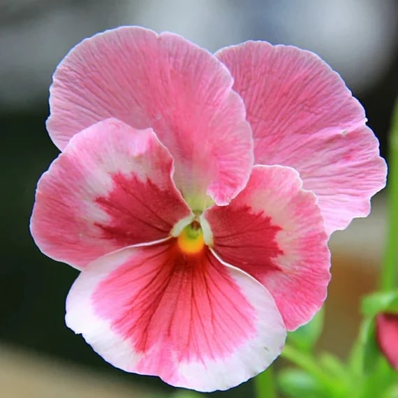 Pink White Pansy Flower Seeds for Planting – Colorful Display, Heirloom Non-GMO High Germination Garden Seeds