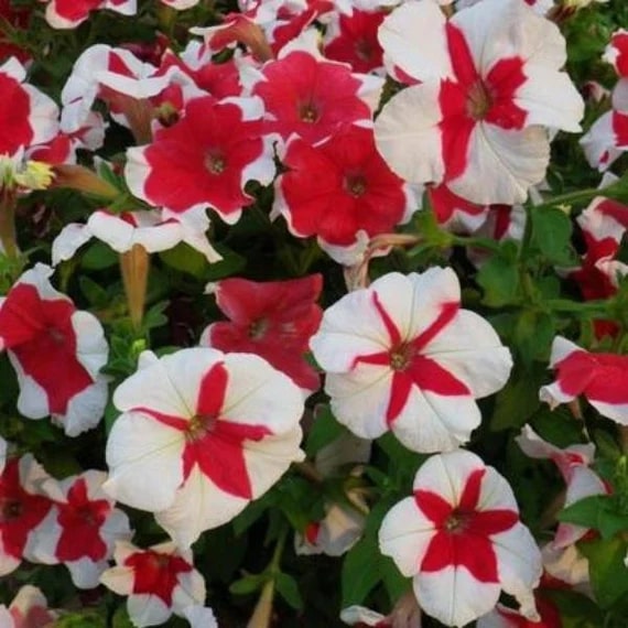 Petunia Flower Seeds for Planting – Maroon, Red & White, Pollinator Friendly, Heirloom, Non-GMO, High Germination Seeds