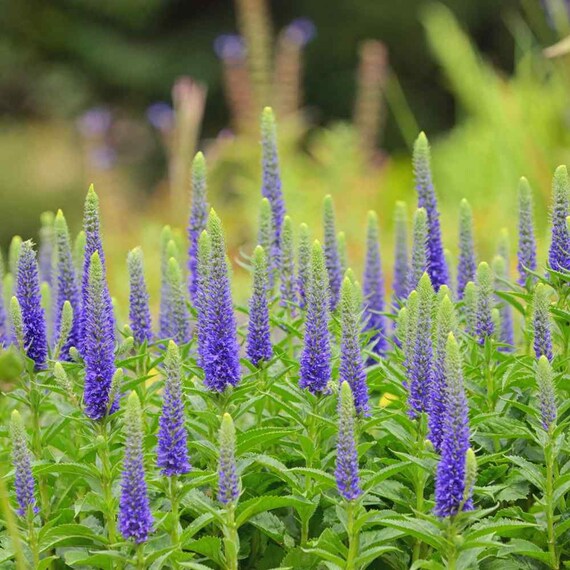 Purple Veronica Spicata Flower Seeds – Heirloom, Non-GMO, High Germination Organic Garden Seeds for Vertical Bloom Displays