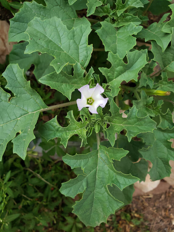 Mix Quercifolia Flower Seeds for Planting – Heirloom Non-GMO, High Germination Organic Garden Seeds