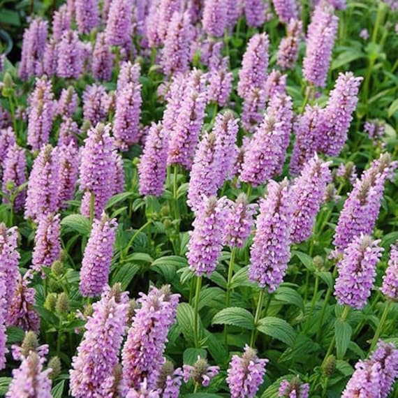 Flower Seeds, Seeds,Seeds For Planting,Plant Seeds