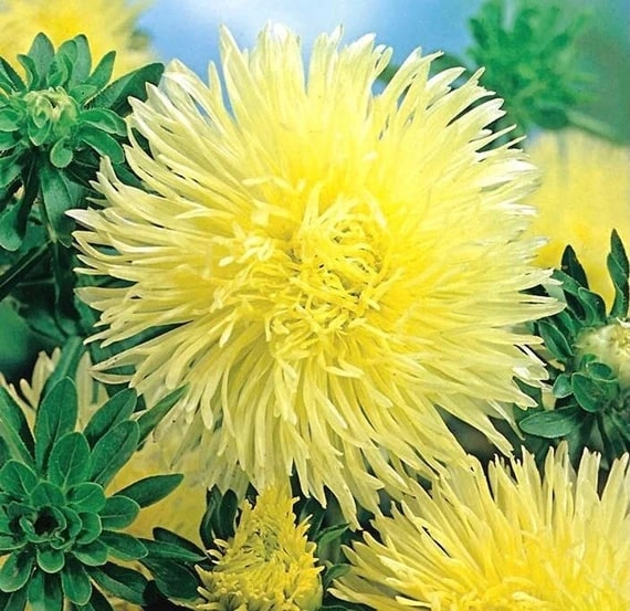 Yellow China Aster Flower Seeds for Planting – Heirloom, Non-GMO, High Germination Organic Garden Seeds