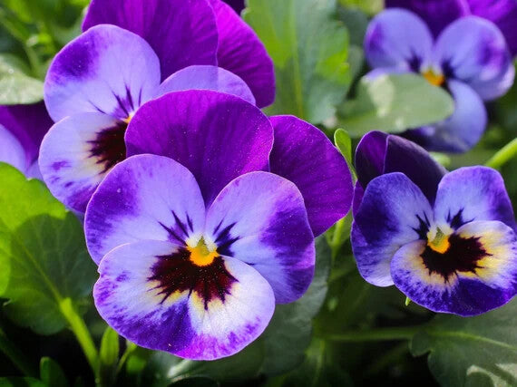 Violet Pansy Flower Seeds for Planting – Heirloom Non-GMO, High Germination Organic Garden Seeds
