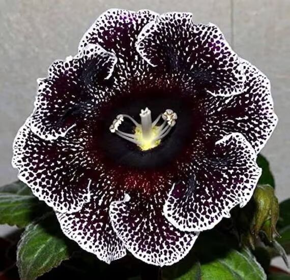 Black White Gloxinia Flower Seeds for Planting – Heirloom, Non-GMO, Hardy Organic Garden Seeds