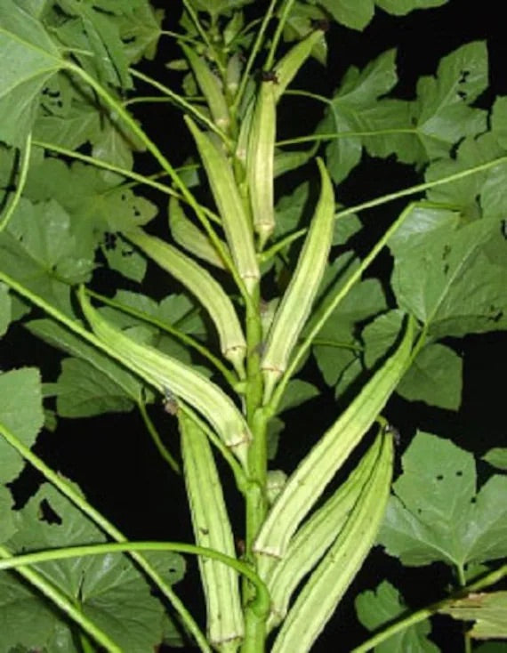 Cow Horn Okra Seeds for Planting – Heirloom, Non-GMO, Long Podded Vegetable – High Germination