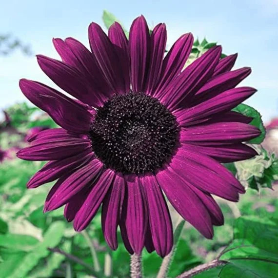 Purple Mini Sunflower Seeds for Planting, Heirloom Non-GMO, High Germination Organic Garden Seeds