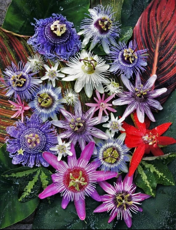Mixed Color Passiflora Flower Seeds for Planting – Heirloom, Non-GMO, High Germination