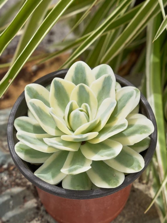 White Green Succulent Flower Seeds – Bright Blooms, Heirloom & Non-GMO Seeds for Home Garden
