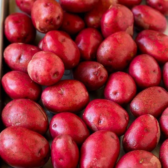Red Potato Seeds for Planting – Heirloom, Non-GMO, High-Yield Root Vegetable – High Germination