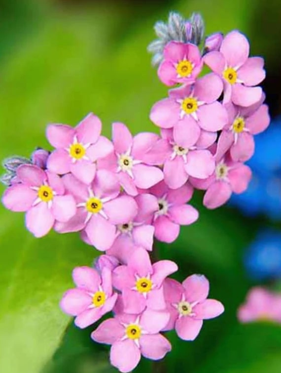 Pink Myosotis Flower Seeds for Planting – Pollinator Friendly Heirloom Non-GMO High Germination Organic Garden Seeds