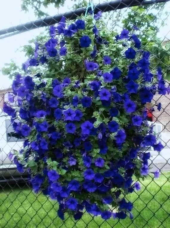 Blue Hanging Petunia Flower Seeds for Planting – Heirloom, Non-GMO, High Germination Organic Garden Seeds