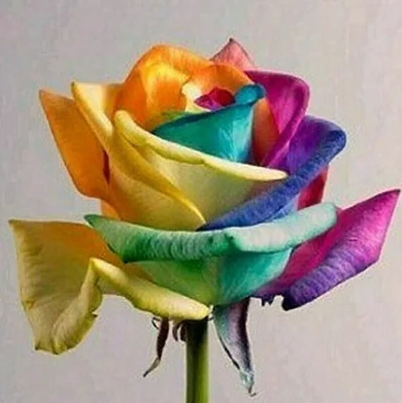 Mixed Colour Rose Flower Seeds for Planting – Heirloom, Non-GMO, High Germination