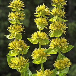 Flower Seeds, Seeds,Seeds For Planting,Plant Seeds