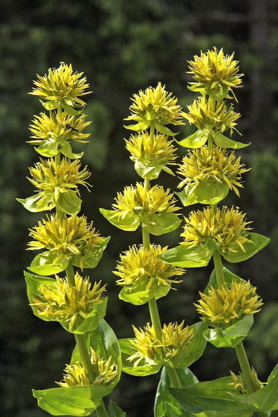 Flower Seeds, Seeds,Seeds For Planting,Plant Seeds