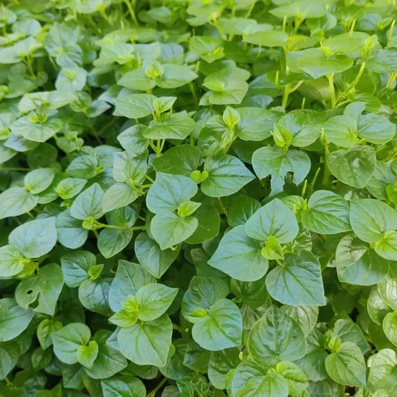 Peperomia Pellucida Rau Cang Cua Flower Seeds for Planting – Heirloom, Non-GMO, High Germination