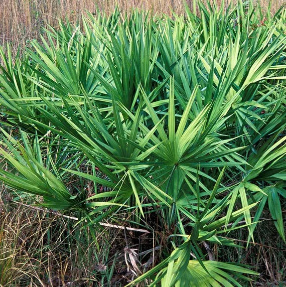 Green Serenoa Plant Seeds for Planting – Heirloom & Non-GMO Garden Seeds