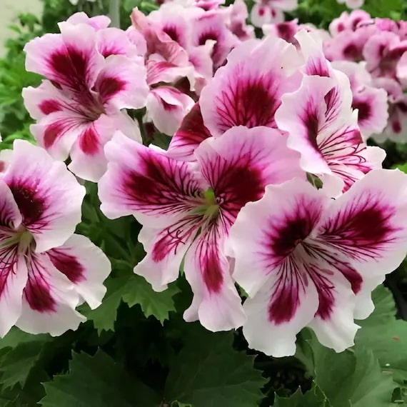 White Violet Geranium Flower Seeds for Planting – Heirloom, Non-GMO, High Germination, Organic Garden Seeds
