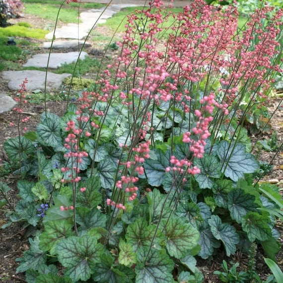 Green Heuchera Flower Seeds for Planting – Heirloom & Non-GMO Garden Seeds