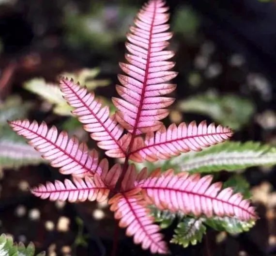 Light Pink Fern Pteridophyta Seeds for Planting – Heirloom, Non-GMO, High Germination