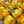 Yellow Chili Seeds for Planting – Heirloom, Non-GMO, Spicy Garden Kick – Organic Garden Seeds