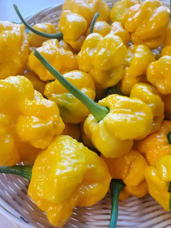 Yellow Chili Seeds for Planting – Heirloom, Non-GMO, Spicy Garden Kick – Organic Garden Seeds