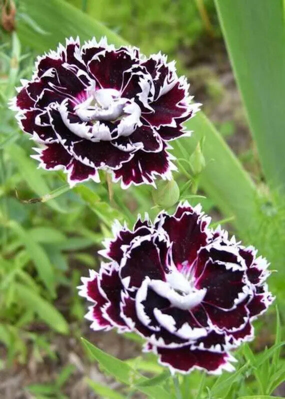 Dianthus Chianti Clove Flower Seeds for Planting – Heirloom Non-GMO, High Germination Organic Garden Seeds