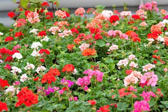 Mixed Color Geranium Pelargonium Flower Seeds for Planting - Heirloom, Non-GMO &amp; High Germination Organic Garden Seeds