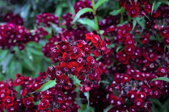 Maroon William Dianthus Flower Seeds for Planting – Heirloom Non-GMO, High Germination Organic Garden Seeds