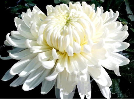 Japan Spider Chrysanthemum Flower Seeds – Heirloom Non-GMO Blooms for Garden Planting